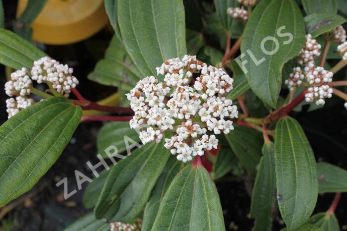 Kalina Davidova - Viburnum davidii