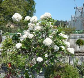 Kalina Carlesova - Viburnum carlesii