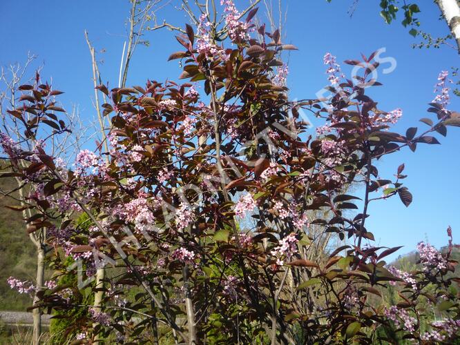 Střemcha obecná 'Colorata' - Prunus padus 'Colorata'