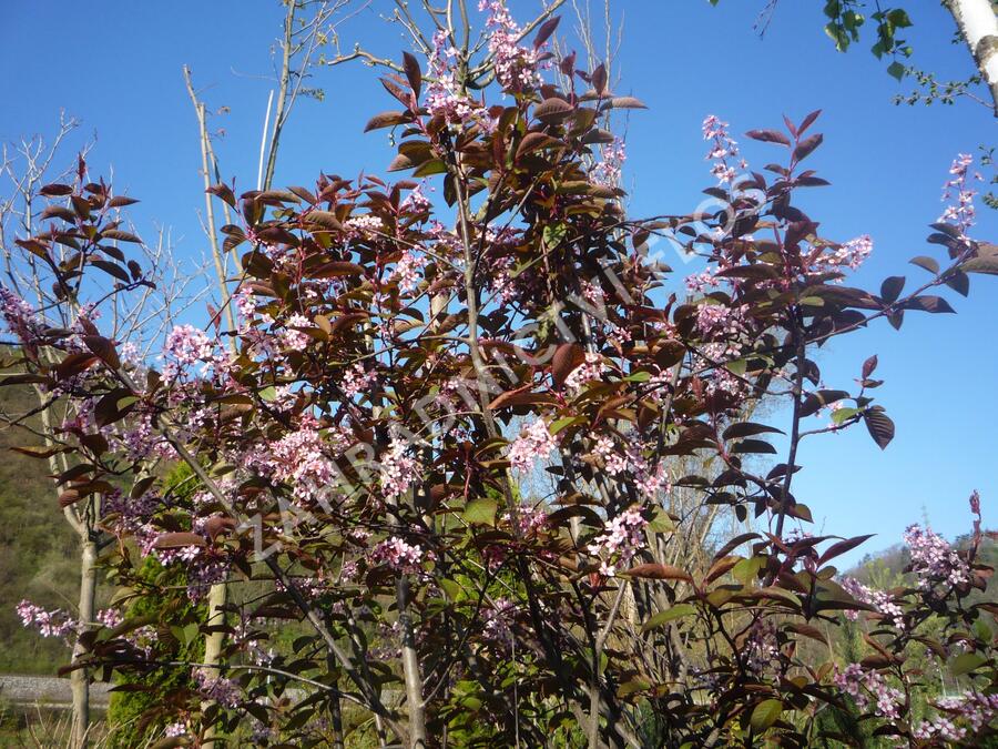 Střemcha obecná 'Colorata' - Prunus padus 'Colorata'