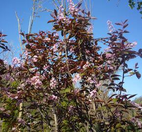 Střemcha obecná 'Colorata' - Prunus padus 'Colorata'