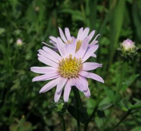 Hvězdnice chlumní 'Feuer' - Aster amellus 'Feuer'