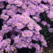 Hvězdnice chlumní 'Danzig' - Aster amellus 'Danzig'