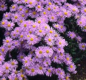 Hvězdnice chlumní 'Danzig' - Aster amellus 'Danzig'