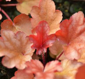 Dlužicha 'Peach Flambe' - Heuchera hybrida 'Peach Flambe'