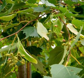 Lípa 'Harvest Gold' - Tilia mongolica 'Harvest Gold'