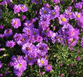 Hvězdnice keříčkovitá 'Nesthäkchen' - Aster dumosus 'Nesthäkchen'