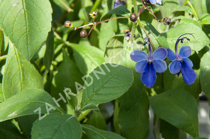 Blahokeř - Clerodendrum ugandense