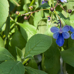 Blahokeř - Clerodendrum ugandense