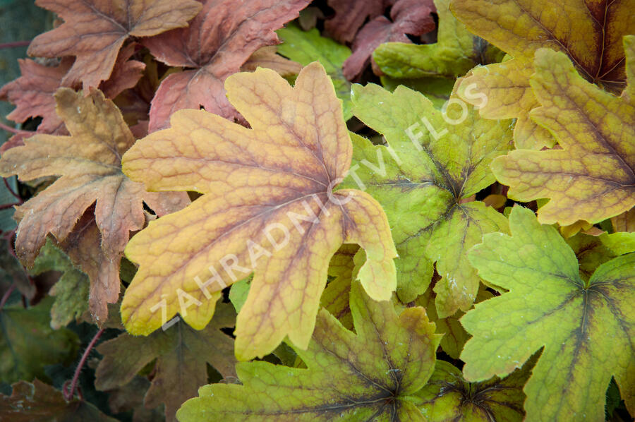 Dlužela 'Sweet Tea' - Heucherella hybrida 'Sweet Tea'