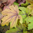 Dlužela 'Sweet Tea' - Heucherella hybrida 'Sweet Tea'