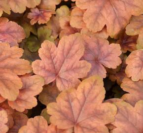 Dlužela 'Braas Lantern' - Heucherella hybrida 'Braas Lantern'