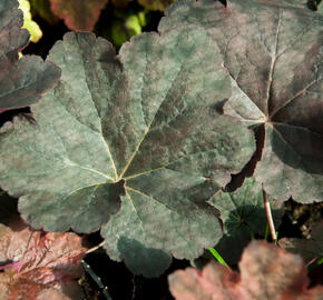 Dlužicha 'Mocha' - Heuchera 'Mocha'