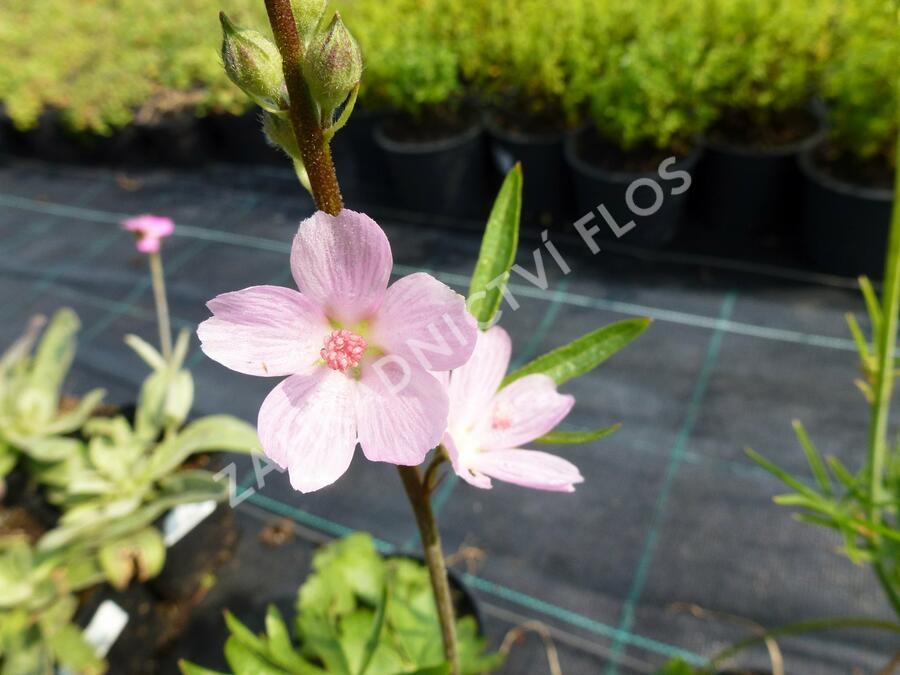 Slézovník jabloňokvětý 'Rosaly' - Sidalcea malviflora 'Rosaly'