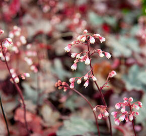 Dlužicha 'Fire Chief' - Heuchera hybrida 'Fire Chief'