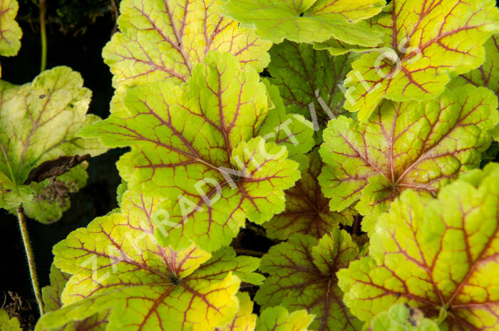 Dlužicha 'Electra' - Heuchera hybrida 'Electra'