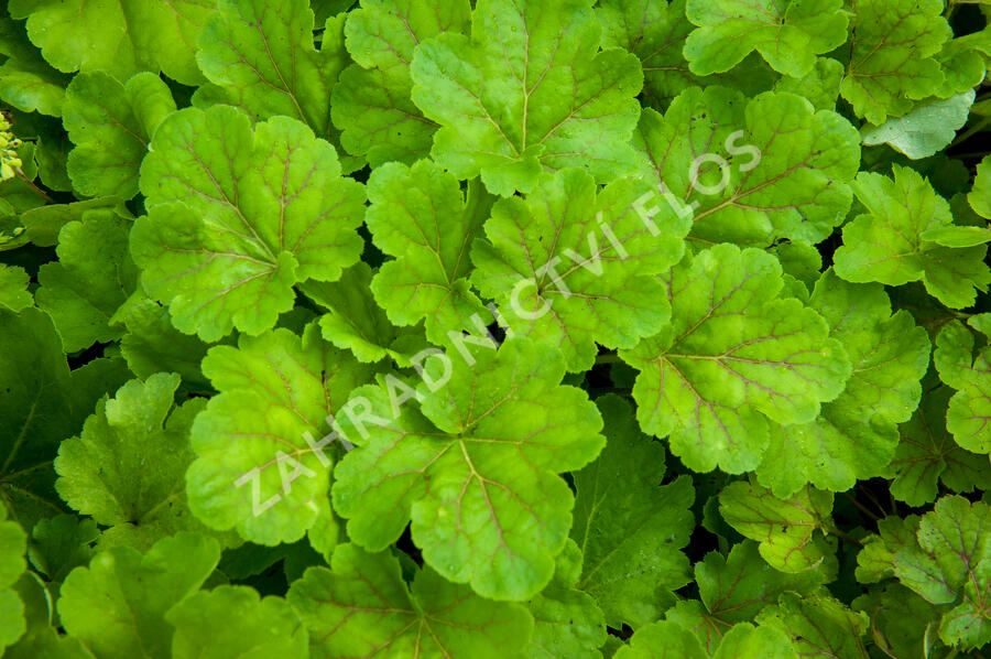 Dlužicha 'Blondie in Lime' - Heuchera hybrida 'Blondie in Lime'