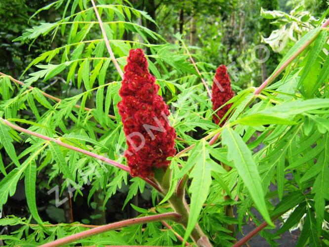 Škumpa orobincová 'Dissecta' - Rhus typhina 'Dissecta'