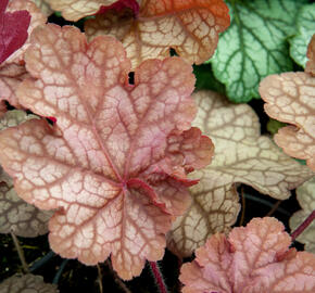 Dlužicha 'Encore' - Heuchera 'Encore'