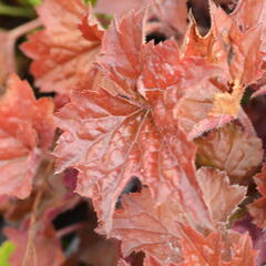 Dlužicha 'Cappuccino' - Heuchera 'Cappuccino'