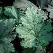 Dlužicha 'Binoche' - Heuchera 'Binoche'