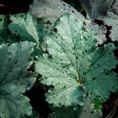 Dlužicha 'Binoche' - Heuchera 'Binoche'