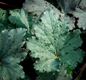 Dlužicha 'Binoche' - Heuchera 'Binoche'