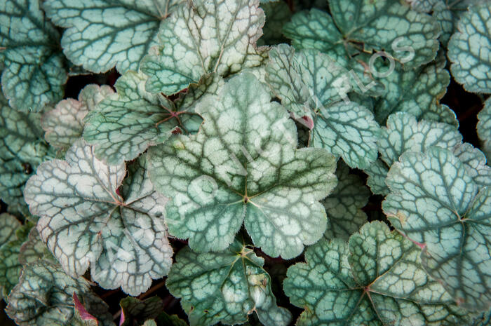 Dlužicha 'Bardot' - Heuchera 'Bardot'