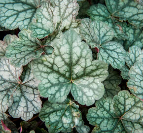 Dlužicha 'Bardot' - Heuchera 'Bardot'