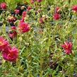 Devaterník 'Cerise Queen' - Helianthemum 'Cerise Queen'