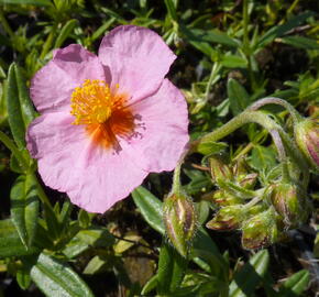 Devaterník 'Wisley Pink' - Helianthemum 'Wisley Pink'