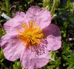 Devaterník 'Annabel' - Helianthemum 'Annabel'