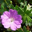 Kakost krvavý 'Compactum' - Geranium sanguineum 'Compactum'