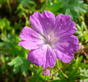 Kakost krvavý 'Vision' - Geranium sanguineum 'Vision'