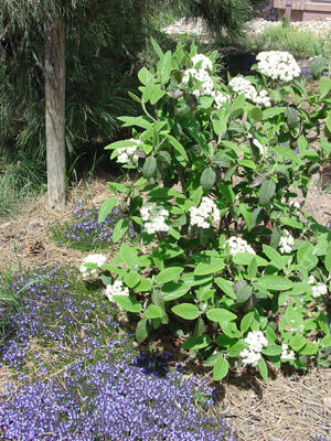 Kalina 'Alleghany' - Viburnum rhytidophylloides 'Alleghany'