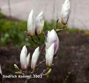 Šácholan Soulangeanův 'Speciosa' - Magnolia soulangeana 'Speciosa'