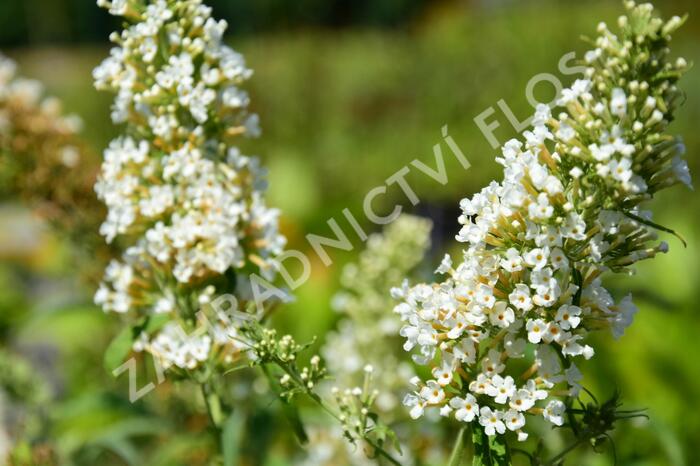 Motýlí keř, Komule Davidova 'Marbled White' - Buddleja davidii 'Marbled White'