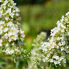 Motýlí keř, Komule Davidova 'Marbled White' - Buddleja davidii 'Marbled White'