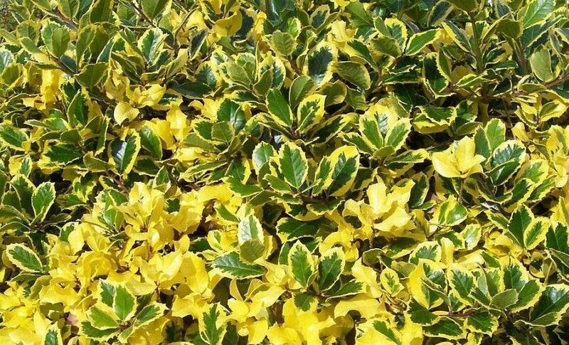 Cesmina Obecna Golden Van Tol Ilex Aquifolium Golden Van Tol Zahradnictvi Flos