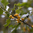 Cesmína obecná 'Bacciflava' - Ilex aquifolium 'Bacciflava'