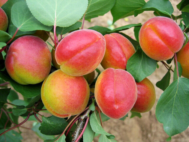 Meruňka pozdní 'Harogem' - Prunus armeniaca 'Harogem'