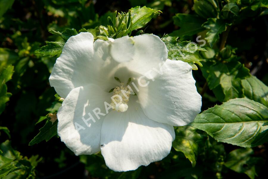 Ibišek syrský 'Totus Albus' - Hibiscus syriacus 'Totus Albus'