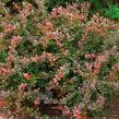 Dřišťál zimostrázový 'Red Jewel' - Berberis media 'Red Jewel'