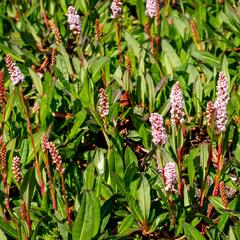 Rdesno 'Darjeeling Red' - Bistorta affinis 'Darjeeling Red'