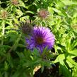 Hvězdnice novoanglická 'Purple Dome' - Aster novae-angliae 'Purple Dome'