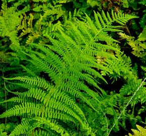 Kapradinka skalní - Woodsia obtusa