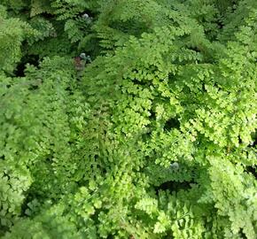 Kapradina štětinonosná 'Plumosum-densum' - Polystichum setiferum 'Plumosum-densum'