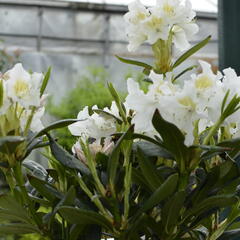 Pěnišník 'Cunningham's White' - Rhododendron (T) 'Cunningham's White'