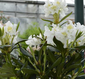 Pěnišník 'Cunningham's White' - Rhododendron (T) 'Cunningham's White'