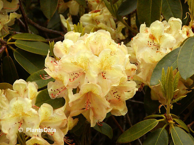 Pěnišník 'Belkanto' - Rhododendron (Y) 'Belkanto'